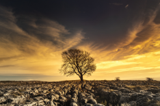 Wellbeing Walks