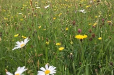 Nature of the Yorkshire Dales
