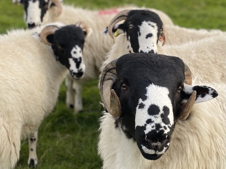 geography yorkshire dales rough fell sheep